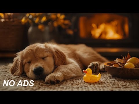 12 Hours Music to Help Dogs Sleep Deeply 🐶Anti Separation Anxiety Relief 💖Sleep and Calm 🌈 No Ads