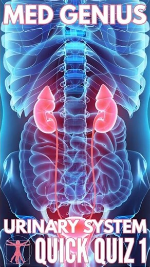Urinary System ANATOMY QUICK QUIZ 1 #anatomy #quiz #kidneyfacts