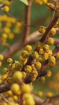Hackberry Tree (Celtis)