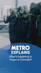 45K views · 435 reactions | A fungus has been found growing on the walls of the notorious No. 4 nuclear reactor at Chernobyl, where the highest levels of radiation have been detected. Scientists think its melanin, a pigment which determines things like our hair, skin and eye colour, allows it to absorb radiation. Studying this further could prove hugely useful for things like space travel. | Metro | Facebook