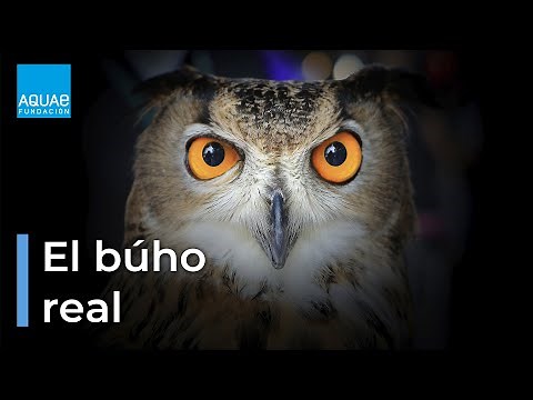 El BÚHO REAL, un ave RAPAZ nocturna que aprovecha la oscuridad para CAZAR