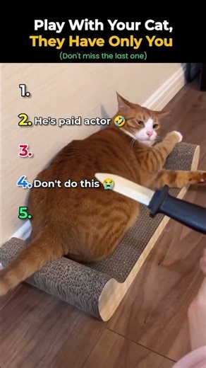 Play With Your Cat... You're Their Whole World 🥹#shorts #cat