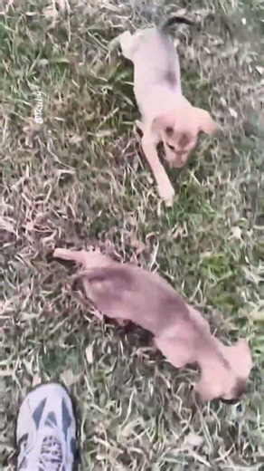 #dogs #petshub #viral #cute #doggielife #dogs #pets #dog #doglover #trending #doglove #petvideos