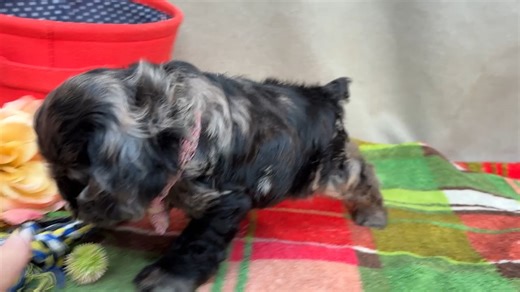 Cocker Spaniel puppy for sale