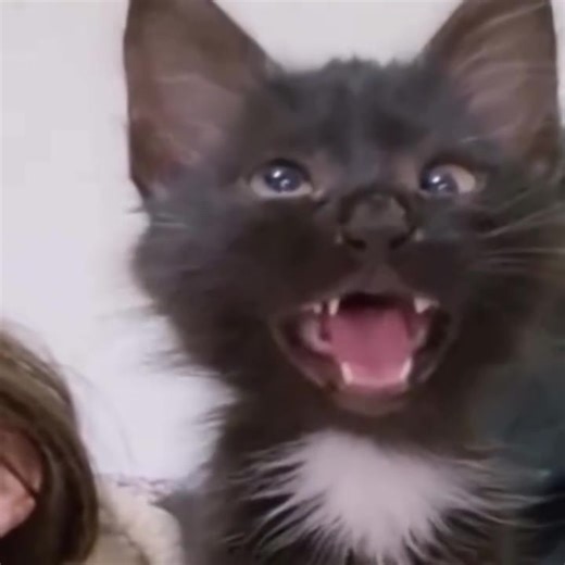 Literally me | Mellifluous