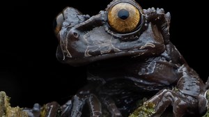 Micro Photog Asks: ‘Which Frog is the Main Character?’