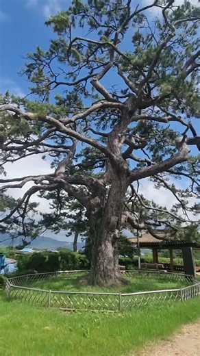 마을에서 가장 높은 곳, 언제나 우리를 지켜보던 곰솔.#곰솔 #고향마을 #추억여행 #시골풍경 #마을수호신 #여름추억 #감성숏츠 #힐링 #자연 #선영TV