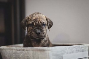 Cane Corso Presa Canario Mix: A Word On This Unusual Hybrid