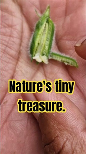 You've Used Sesame... But Have You Ever Seen This? 🌿