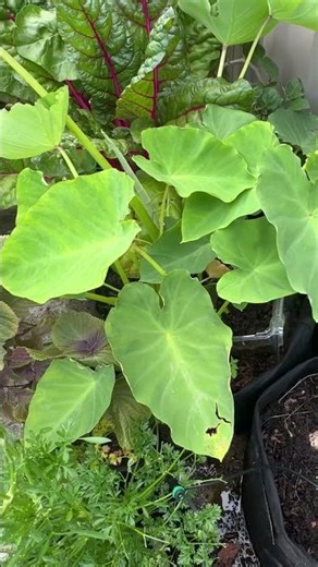 Growing taro at home in pots #gardening #mybackyardgarden