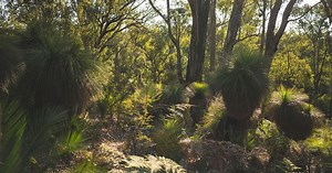 WA jarrah forests