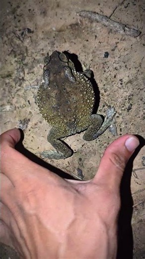 Laughter, frog, funny sound | Toad froggy funny boing boing | jump funny video