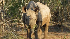 Baby rhinos give hope to saving endangered species