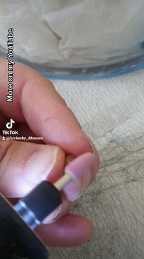 (Dracaena draco) dragon tree from seeds. (teaser)