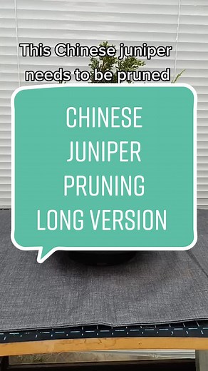 Chinese Juniper Pruning: Step-by-Step Guide