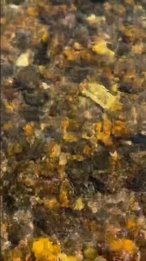 Walking the Tuckasegee River: Guided Trout Fishing Trip