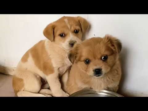 Homeless Puppies Trembling in Fear… Until She Showed Up and Changed Everything