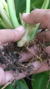 Ito ang senyales na puwede ng kumuha ng itanim. #philodendron #moonlight #plants #propagation #gardeningtips #technique | Liezl Pajel