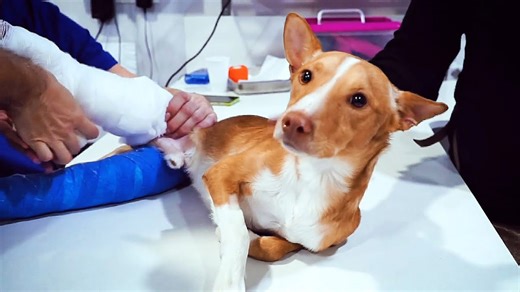 Abused and Abandoned – This Dog’s Incredible Road to Recovery