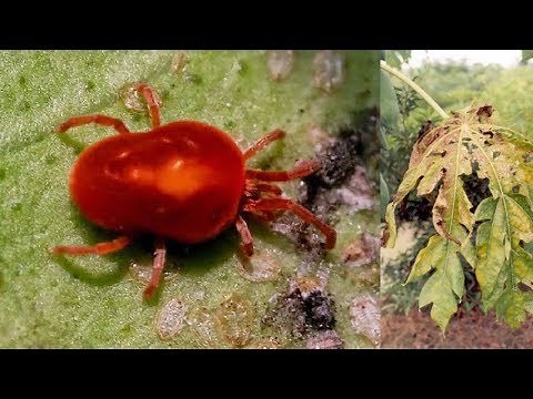 Comment puis-je me débarrasser des araignées rouges? - conseils