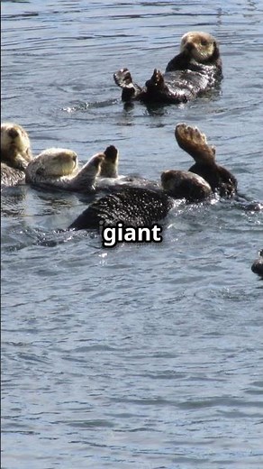 Sea Otters Holding Hands Adorable!