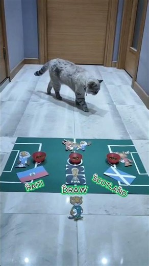 Haiti vs Scotland: The Jinx Cat's Pick!