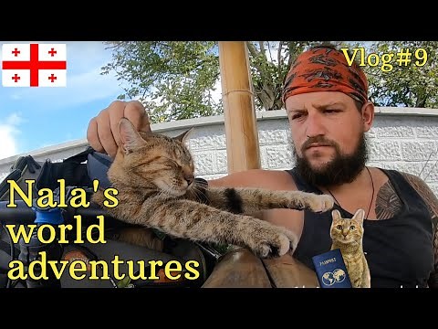 Nala cat's adventures in Georgia 🇬🇪 VLOG#9