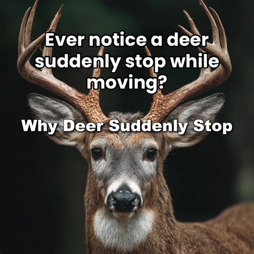 Ever notice a deer suddenly stop while moving? That’s not random. They’re checking for danger. That one pause is often all it takes for them to survive. #deerhunting #whitetaildeer #deerhuntingtips #whitetailhunting #deerbehavior