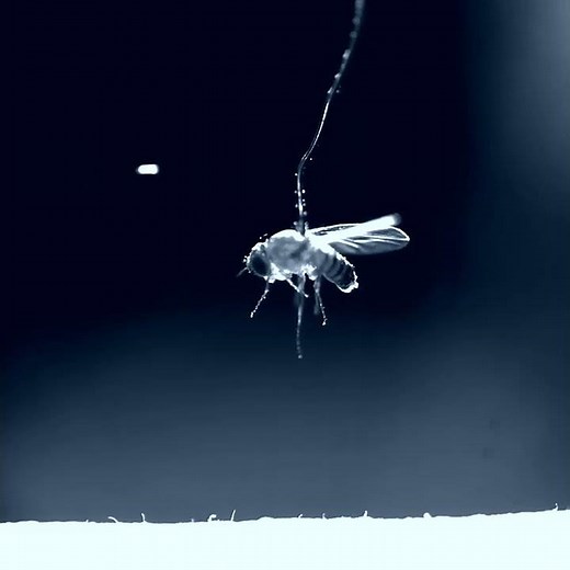Jumping nematode charged fruitfly #science #news #research