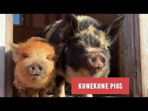 How I care for my KuneKune pigs | Diet, hoof care, vaccinations and deworming
