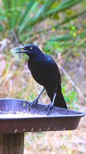 718 reactions · 57 shares | Great-tailed Grackle (Quiscalus...
