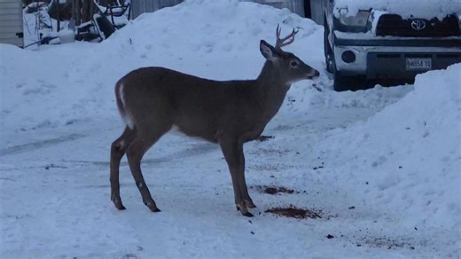 Here's our first buck of the year. If he hangs around, we'll give him a name. What's on the spit at your house tonight ? It's Mexican night here !! #MikeStevens #mooseriverguideservice #mariefortinstevens | Moose River Guide Service