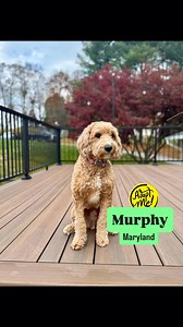 UPDATE: Murphy-MD has been adopted❣️ ▪️▪️▪️▪️▪️ Meet Marvelous Murphy, a 3-year-old male Mini Goldendoodle, who is in an IDOG foster home in Woodbine, Maryland. Murphy-MD can be described as: 🎾 Playful/Athletic 🥰 Affectionate 👋🏻 Friendly/Curious 🩷 Loving/Loves Attention/Sweet 💡 Smart *INQUIRIES SENT THROUGH PETFINDER WILL NOT BE ANSWERED AS WE DO NOT HAVE THE MANPOWER TO RESPOND TO THEM. PLEASE COMPLETE OUR ADOPTION APPLICATION HERE: http://www.idogrescue.com/adoption_application ‼️We do a