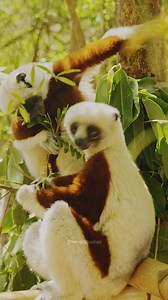 Sifaka Lemurs Eating Leaves #sifaka #lemur #nature #wildlife #beautiful #serene #forest HA02952 | HAWI Studios