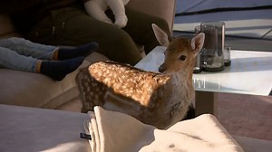 Baby-Hirsch im Wohnzimmer: Ziehmutter füttert Flips von Hand