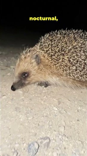 Adorable Hedgehog Facts 🦔 | The Cutest Little Explorers!