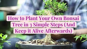 How to Plant Your Own Bonsai Tree in 3 Simple Steps (And Keep it Alive Afterwards)