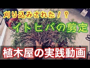 【刈り込みされていたイトヒバ】一年放置してから剪定する切り方