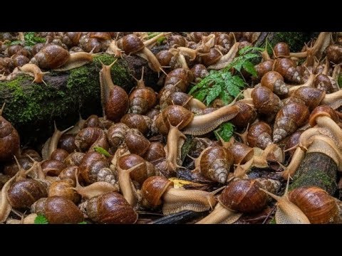 ASMR Nature Sounds: Tiny Snail Navigates Watery, Lush Moss (Macro 4K)