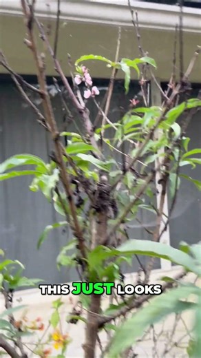 Peach Tree Blooms Florida Prince Surprise!