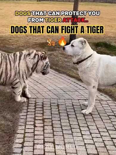 Dogs That Can Save You From a Tiger 💀 #StrongestDogs #TigerVsDog #AnimalShorts #DogFacts #Wildlife