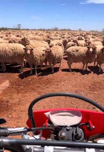Exploring South Australian Sheep Station Life