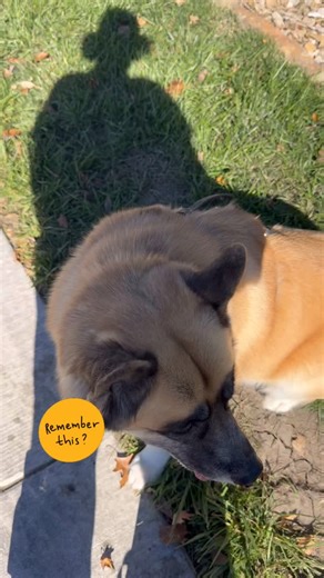 It’s a rare command — a moment of complete stillness, like freeze tag for service work. Obi understood instantly. No cue, no reminder. He paused, quieted, and held the calm all on his own. That’s the kind of connection you feel more than you see. He just knew. #servicedog #servicedogteam #workingdog #dogtraining #trust #connection #obi #Heterochromia #HardestBreedsToTrain #HardestDogToTrain #husky #akita | Angela Pearl