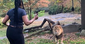 VIDEO: Woman climbs into lion enclosure at Bronx Zoo, appears to taunt animal