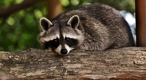 El mapache u oso lavador, un animal que no sigue reglas - México Desconocido