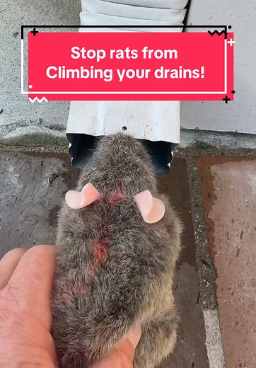 BEST downspout rodent gaurd 2 by 3 REVIEW! #gutters #downspout #pestcontroltips #productreveiw