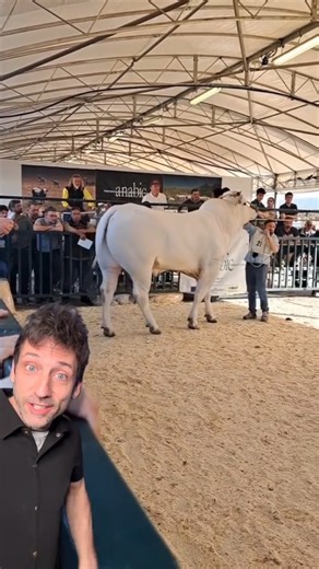 The largest cattle on Earth 👀#chianina | Oddanny