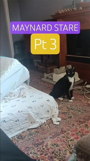 Maynard Stare Pt 3 #tuxedocat #catlife #catshorts #catworld #60stv #tvthemes #quirkycats #cutecat