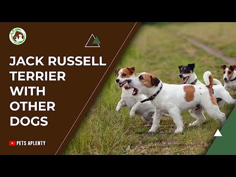 Jack Russell Terriers With Other Dogs | Jack Russell Training Tips | How To Train a Jack Russell