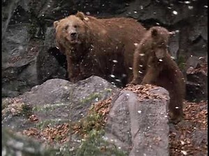 Final scene of the movie The Bear